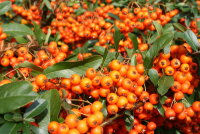 Feuerdorn mit orangenen Beeren - Pyracantha coccinea Orange Glow  60-80 cm,Strauch  im 2-Liter-Container