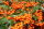 Feuerdorn mit orangenen Beeren - Pyracantha coccinea Orange Glow  60-80 cm,Strauch  im 2-Liter-Container