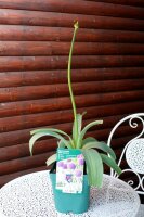 Riesen-Lauch - Allium giganteum