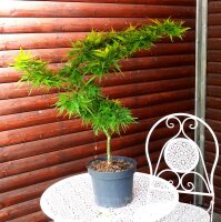 Acer palmatum Mikawa Yatsubusa - Japanischer...