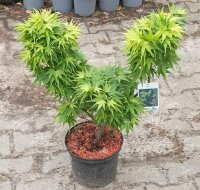 Acer palmatum Mikawa Yatsubusa - Japanischer Fächer-Ahorn Mikawa