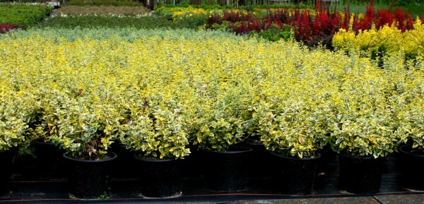 Goldbunte Kriechspindel - Euonymus fortunei Emeraldn Gold