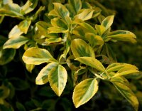 Goldbunte Kriechspindel - Euonymus fortunei Emeraldn Gold