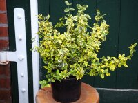 Goldbunte Kriechspindel - Euonymus fortunei Emeraldn Gold