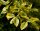 Goldbunte Kriechspindel - Euonymus fortunei Emeraldn Gold