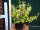 Goldbunte Kriechspindel - Euonymus fortunei Emeraldn Gold