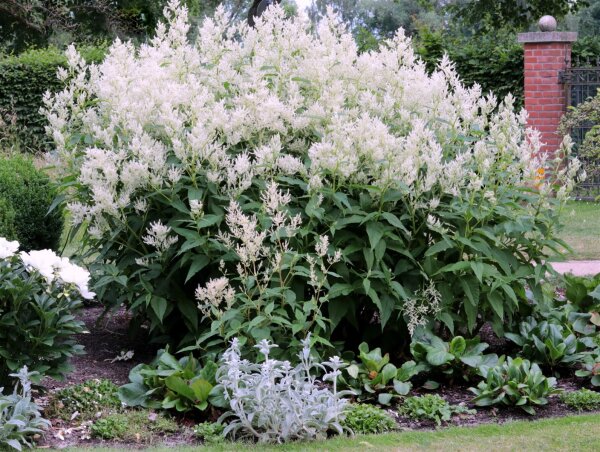 Bergknöterich Johanniswolke Aconogonon speciosum Johanniswolke