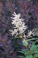 Bergknöterich Johanniswolke Aconogonon speciosum Johanniswolke