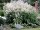 Bergknöterich Johanniswolke Aconogonon speciosum Johanniswolke