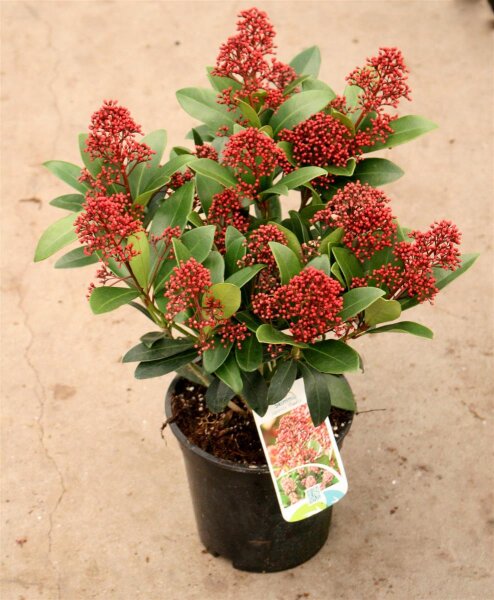 Japanische Blütenskimmie Rubella, Skimmia japonica Rubella