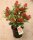 Japanische Blütenskimmie Rubella, Skimmia japonica Rubella