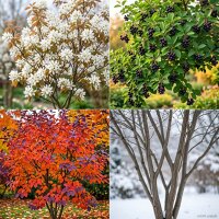 Essbare Felsenbirne Ballerina - Amelanchier laevis -...