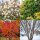 Essbare Felsenbirne Ballerina - Amelanchier laevis - Ballerina-