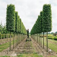 Säulenförmiger Weißdorn Crataegus monogyna Stricta