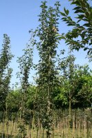 Säulenförmiger Weißdorn Crataegus monogyna Stricta