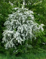 Säulenförmiger Weißdorn Crataegus monogyna Stricta