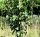 Säulenförmiger Weißdorn Crataegus monogyna Stricta