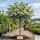 Säulenförmiger Weißdorn Crataegus monogyna Stricta