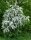 Säulenförmiger Weißdorn Crataegus monogyna Stricta