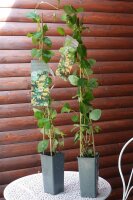 Lonicera tellmanniana Gold-Geißblatt Kletterpflanze...