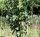 Säulenförmiger Weißdorn - Crataegus monogyna Stricta