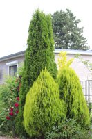 Gelber Zwerg-Lebensbaum Thuja orientalis Aurea Nana