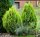 Gelber Zwerg-Lebensbaum Thuja orientalis Aurea Nana