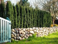 Säuleneibe - Taxus baccata Fastigiata Robusta