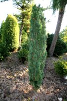 Säuleneibe - Taxus baccata Fastigiata Robusta