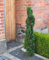 Säuleneibe - Taxus baccata Fastigiata Robusta