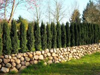 Säuleneibe - Taxus baccata Fastigiata Robusta