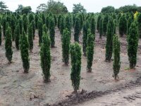 Säuleneibe - Taxus baccata Fastigiata Robusta