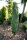 Säuleneibe - Taxus baccata Fastigiata Robusta