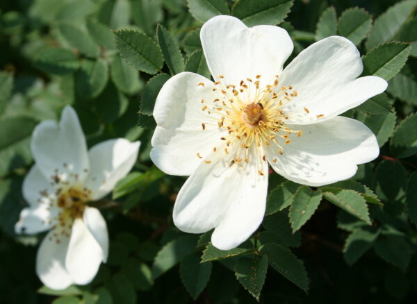 Bibernell-Rose - Dünen-Rose Rosa pimpinellifolia