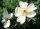 Bibernell-Rose - Dünen-Rose Rosa pimpinellifolia
