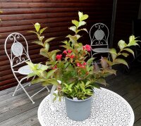 Zwerg-Weigelie-Weigela florida All Summer Red