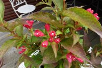 Zwerg-Weigelie-Weigela florida All Summer Red