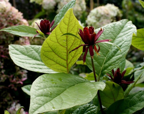 Gewürzstrauch-Calycanthus floridus