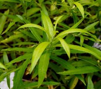 Goldweide - Salix sachalinensis - udensis Golden Sunshine