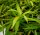 Goldweide - Salix sachalinensis - udensis Golden Sunshine