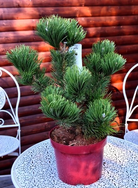 Zwerg-Schwarzkiefer - Oregon Green - Pinus nigra Select Oregon Green