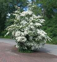 Chinesischer Blumenhartriegel - Eurostar Cornus kousa...