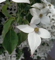 Chinesischer Blumenhartriegel - Eurostar Cornus kousa...