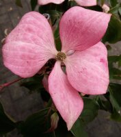 Japanischer Blumenhartriegel Satomi - Cornus kousa  Satomi