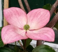 Japanischer Blumenhartriegel Satomi - Cornus kousa  Satomi