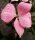 Japanischer Blumenhartriegel Satomi - Cornus kousa  Satomi