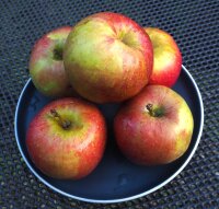 Apfelbaum Wellant - Malus domestica Wellant