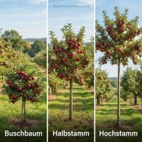 Apfelbaum Wellant - Malus domestica Wellant