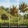 Apfelbaum Wellant - Malus domestica Wellant