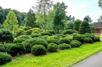 Pinus mugo mughus